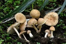 Attēlu rezultāti vaicājumam “Inocybe lanuginosa”