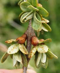 Attēlu rezultāti vaicājumam “Hippophae rhamnoides female flower”