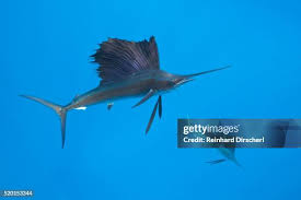 Image result for Xiphias gladius