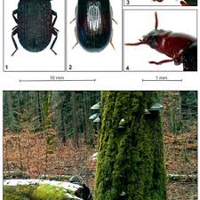 Attēlu rezultāti vaicājumam “Bolitophagus reticulatus larva”