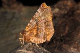 Attēlu rezultāti vaicājumam “Selenia dentaria larva”