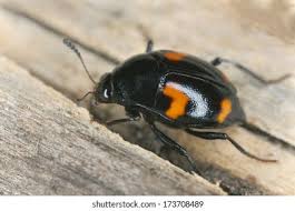 Attēlu rezultāti vaicājumam “Scaphidium quadrimaculatum”