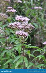 Image result for Eupatorium cannabinum