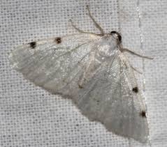 Attēlu rezultāti vaicājumam “Lomographa bimaculata”