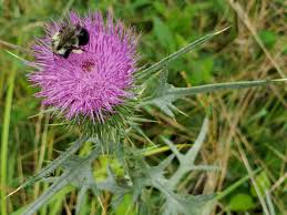 Attēlu rezultāti vaicājumam “Cirsium vulgare”