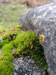Attēlu rezultāti vaicājumam “Barbilophozia attenuata”