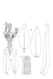 Attēlu rezultāti vaicājumam “Pohlia cruda”
