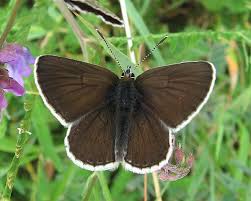 Attēlu rezultāti vaicājumam “Eumedonia eumedon male”