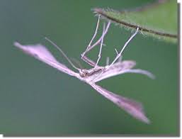 Attēlu rezultāti vaicājumam “Adaina microdactyla”