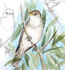 Image result for Hippolais olivetorum