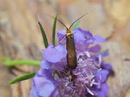 Attēlu rezultāti vaicājumam “Nemophora metallica”