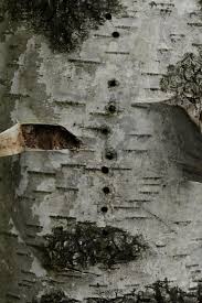 Attēlu rezultāti vaicājumam “Scolytus ratzeburgi”