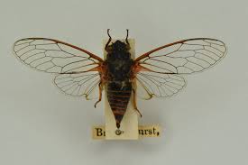 Attēlu rezultāti vaicājumam “Venusia blomeri”