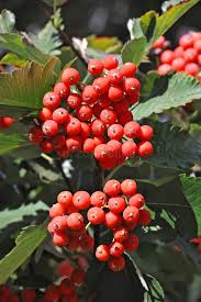 Attēlu rezultāti vaicājumam “Crataegus submollis”