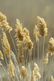 Attēlu rezultāti vaicājumam “Phragmites communis flower”