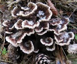 Attēlu rezultāti vaicājumam “Thelephora terrestris”