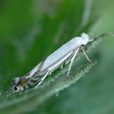 Attēlu rezultāti vaicājumam “Lyonetia prunifoliella”