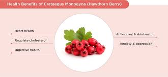 Attēlu rezultāti vaicājumam “Crataegus monogyna fruit”