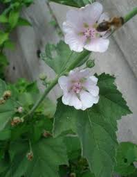 Image result for Althaea officinalis