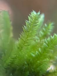 Attēlu rezultāti vaicājumam “Pseudotaxiphyllum elegans”