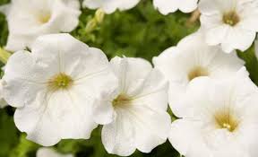 Image result for Petunia hybrida