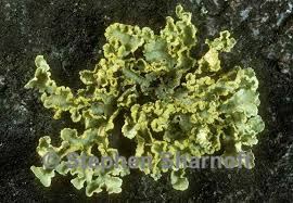 Attēlu rezultāti vaicājumam “Vulpicida pinastri”