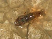 Attēlu rezultāti vaicājumam “Astacus astacus”