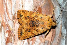 Attēlu rezultāti vaicājumam “Conistra rubiginea”