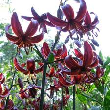 Attēlu rezultāti vaicājumam “Lilium martagon fruit”