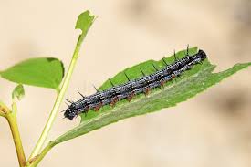 Attēlu rezultāti vaicājumam “Nymphalis xanthomelas pupa”
