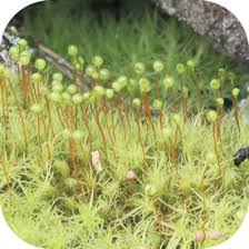 Attēlu rezultāti vaicājumam “Bartramia pomiformis”