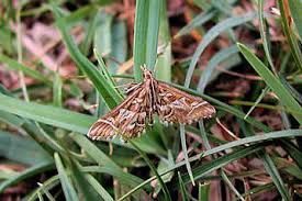 Attēlu rezultāti vaicājumam “Diasemia reticularis”