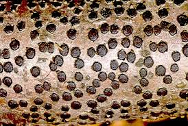 Attēlu rezultāti vaicājumam “Diatrype disciformis”