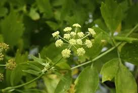 Attēlu rezultāti vaicājumam “Levisticum officinale flower”
