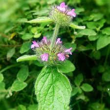 Attēlu rezultāti vaicājumam “Clinopodium vulgare fruit”