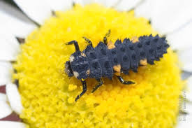 Attēlu rezultāti vaicājumam “Coccinella septempunctata imago”