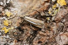 Attēlu rezultāti vaicājumam “Crambus silvella”