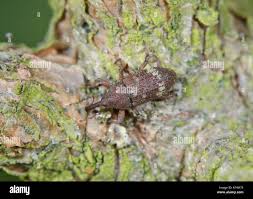 Attēlu rezultāti vaicājumam “Pissodes castaneus”