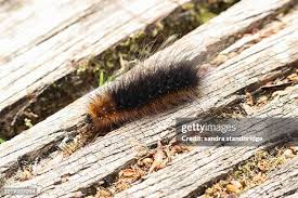 Attēlu rezultāti vaicājumam “Arctia caja larva”