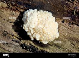 Attēlu rezultāti vaicājumam “Postia ptychogaster”