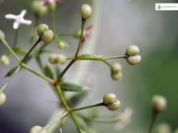Attēlu rezultāti vaicājumam “Galium schultesii fruit”