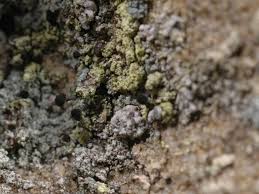 Attēlu rezultāti vaicājumam “Calicium viride”