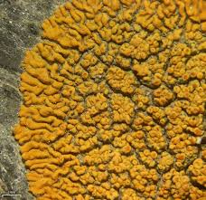 Attēlu rezultāti vaicājumam “Caloplaca saxicola”