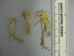 Attēlu rezultāti vaicājumam “Sphagnum angustifolium sporophyte”