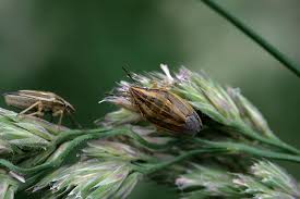 Attēlu rezultāti vaicājumam “Aelia acuminata”