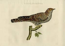 Attēlu rezultāti vaicājumam “Cuculus canorus”