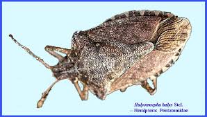 Attēlu rezultāti vaicājumam “Pentatomidae”