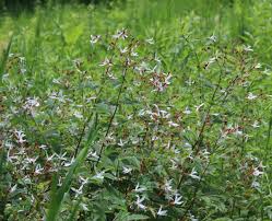 Attēlu rezultāti vaicājumam “Gillenia trifoliata”