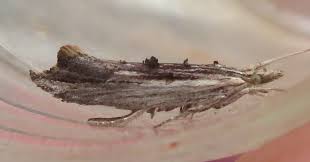 Attēlu rezultāti vaicājumam “Ypsolopha scabrella”