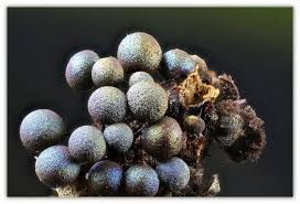 Attēlu rezultāti vaicājumam “Lamproderma arcyrioides macro”